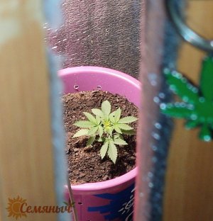 Picsart_23-07-13_11-14-39-222.jpg Picsart_23-07-13_11-14-39-222.jpg