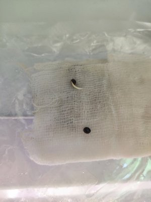 6jQOWBPb_ok.jpg 6jQOWBPb_ok.jpg