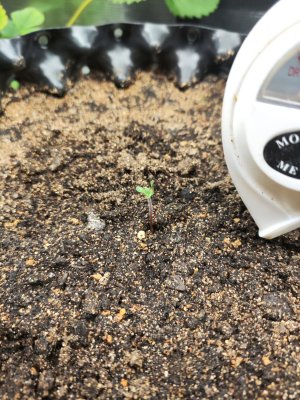 264J88rP-Ig.jpg 264J88rP-Ig.jpg