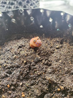 XaacTZam_T8.jpg XaacTZam_T8.jpg