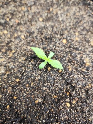 ZO7dvvJUoVA.jpg ZO7dvvJUoVA.jpg