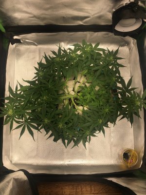 72D54806-A884-4DDE-A265-5FFEEA31A30F.jpeg 72D54806-A884-4DDE-A265-5FFEEA31A30F.jpeg