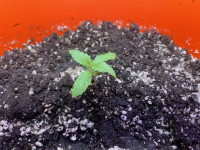 IMG_8854.jpeg IMG_8854.jpeg