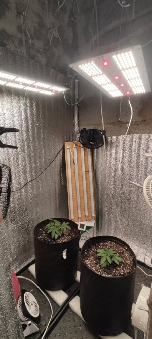 IMG_20230716_222504.jpg IMG_20230716_222504.jpg