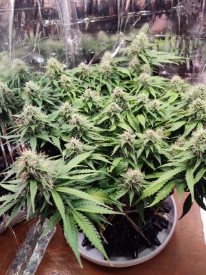 IMG_20230718_102945.jpg IMG_20230718_102945.jpg