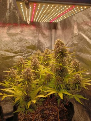 IMG20230719105528.jpg IMG20230719105528.jpg