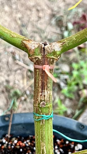 5853C5E2-4FDD-4C03-8DED-F92F9B0B4DD0.jpeg 5853C5E2-4FDD-4C03-8DED-F92F9B0B4DD0.jpeg