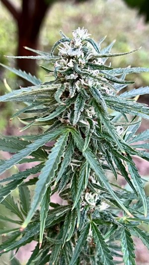 3378FC7C-5233-48C5-9FE3-4BA556425F56.jpeg 3378FC7C-5233-48C5-9FE3-4BA556425F56.jpeg