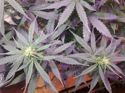 photo_2023-07-25_04-00-59.jpg photo_2023-07-25_04-00-59.jpg