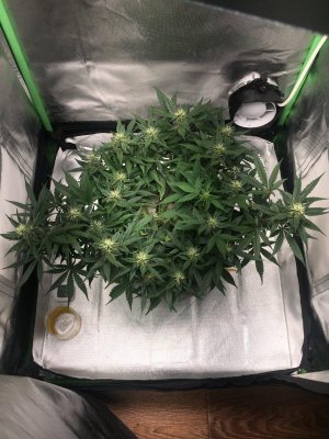 B65560FE-70BC-49D5-8C67-C4985371AC26.jpeg B65560FE-70BC-49D5-8C67-C4985371AC26.jpeg