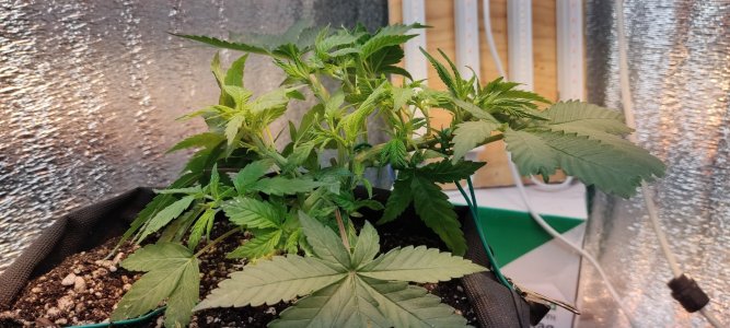 IMG_20230730_220714.jpg IMG_20230730_220714.jpg