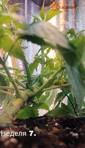 Picsart_23-08-03_11-14-58-762.jpg Picsart_23-08-03_11-14-58-762.jpg