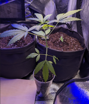 1691060021918.png 1691060021918.png