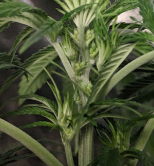 1691060171776.png 1691060171776.png