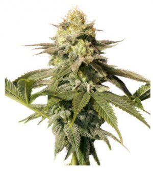 orange sherbet ff.jpg orange sherbet ff.jpg