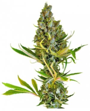 sweet cheese.jpg sweet cheese.jpg