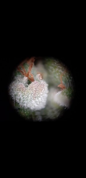 Screenshot_20230805-171804_Gallery.jpg Screenshot_20230805-171804_Gallery.jpg