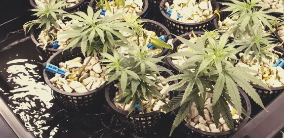 1691335266055.png 1691335266055.png