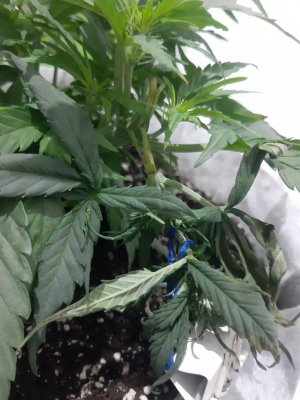 20230810_192151.jpg 20230810_192151.jpg