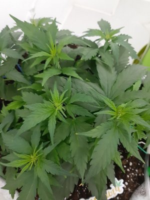 20230811_194653.jpg 20230811_194653.jpg