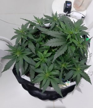 20230811_205356.jpg 20230811_205356.jpg