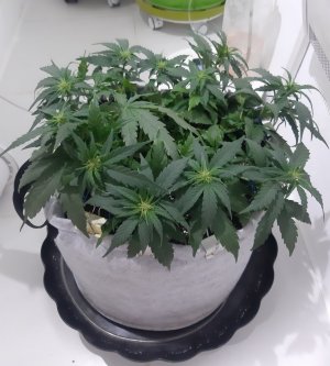 20230812_112425.jpg 20230812_112425.jpg