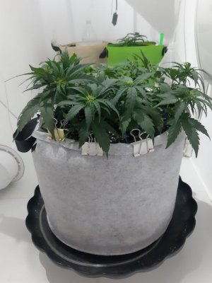 20230812_112440.jpg 20230812_112440.jpg