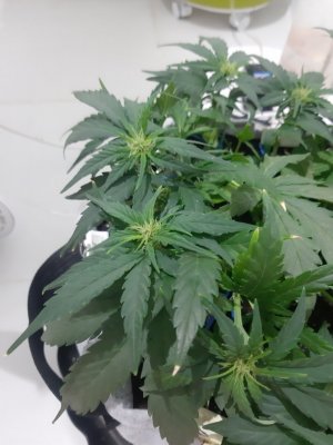 20230812_112516.jpg 20230812_112516.jpg