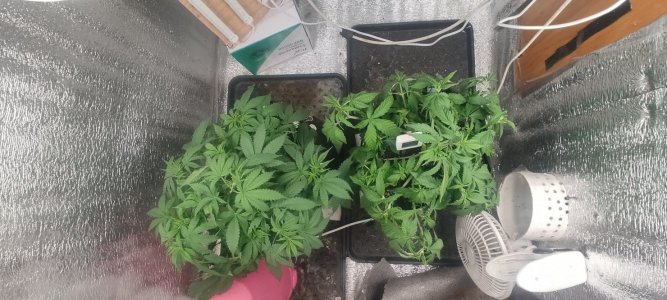 IMG_20230812_113422.jpg IMG_20230812_113422.jpg