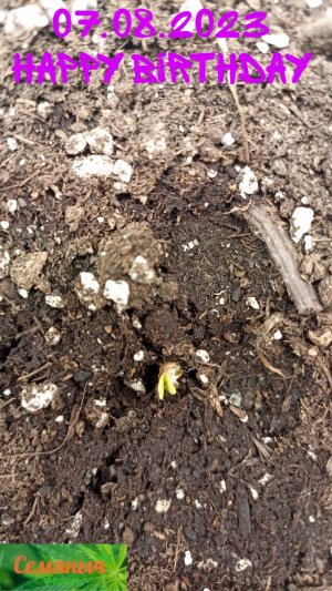 Picsart_23-08-09_11-35-42-105.jpg Picsart_23-08-09_11-35-42-105.jpg