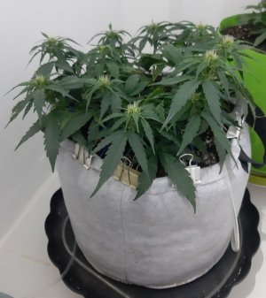 20230812_201220.jpg 20230812_201220.jpg