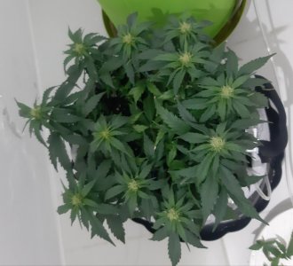 20230812_201336.jpg 20230812_201336.jpg