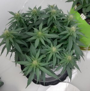 20230813_144932.jpg 20230813_144932.jpg