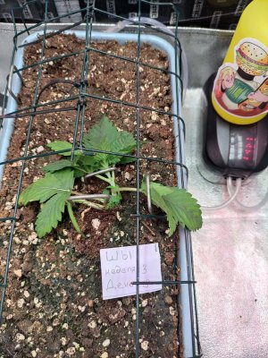 IMG_20230816_074804.jpg IMG_20230816_074804.jpg