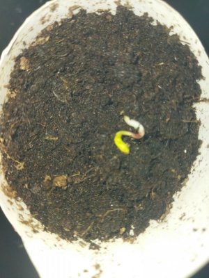 IMG_20210725_042912.jpg IMG_20210725_042912.jpg