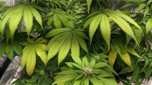 1692510793885.jpeg 1692510793885.jpeg