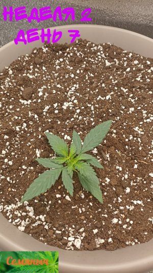 Picsart_23-08-20_07-43-04-411.jpg Picsart_23-08-20_07-43-04-411.jpg