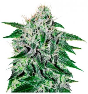 Critical Jack.jpg Critical Jack.jpg