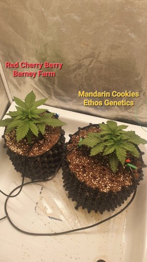 20230531_082410.jpg 20230531_082410.jpg