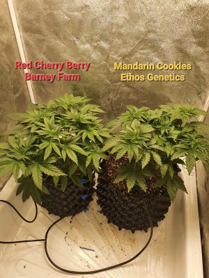 20230612_064302.jpg 20230612_064302.jpg