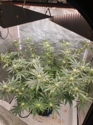 20230708_230650.jpg 20230708_230650.jpg