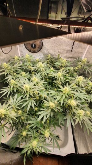 20230719_192506.jpg 20230719_192506.jpg