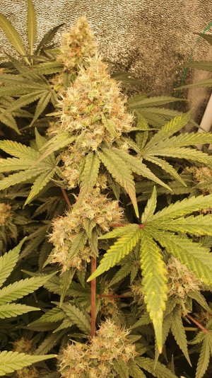 20230811_200146.jpg 20230811_200146.jpg