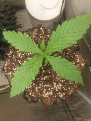 20230811_081945.jpg 20230811_081945.jpg