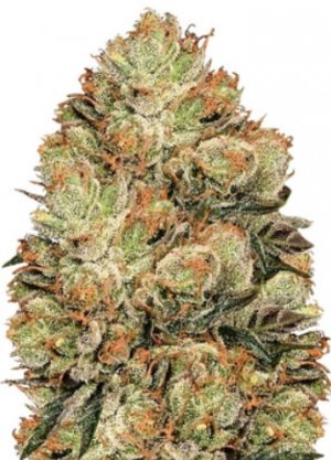 hulkberry.jpg hulkberry.jpg