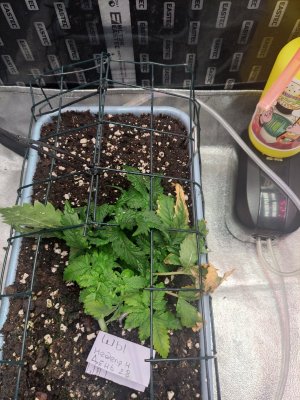 IMG_20230825_083508.jpg IMG_20230825_083508.jpg