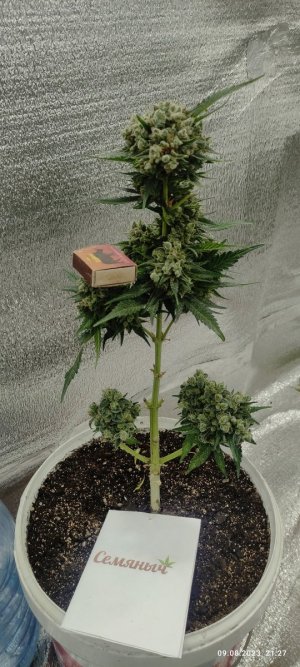 IMG_20230809_212753.jpg IMG_20230809_212753.jpg