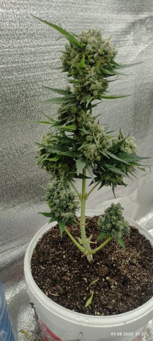 IMG_20230809_212703.jpg IMG_20230809_212703.jpg