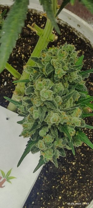 IMG_20230809_213312.jpg IMG_20230809_213312.jpg