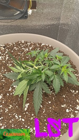 Picsart_23-08-29_07-48-55-697.jpg Picsart_23-08-29_07-48-55-697.jpg